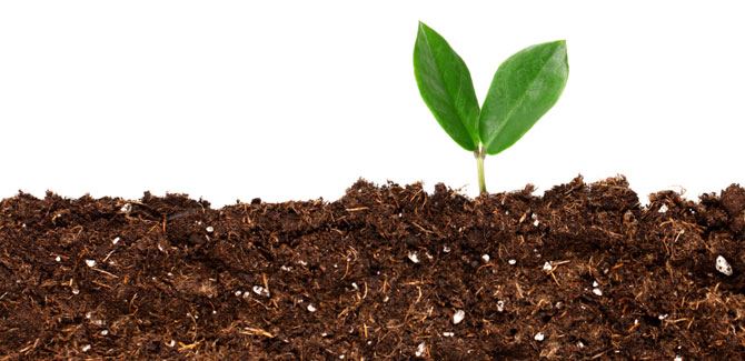 Leaf growing out of dirt