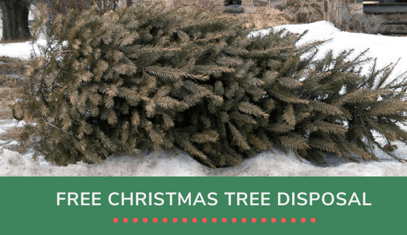 Christmas Tree Disposal 2
