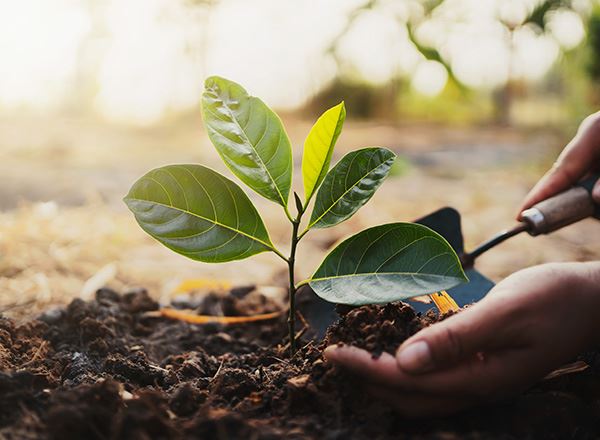 Arbor Day Stock Photo